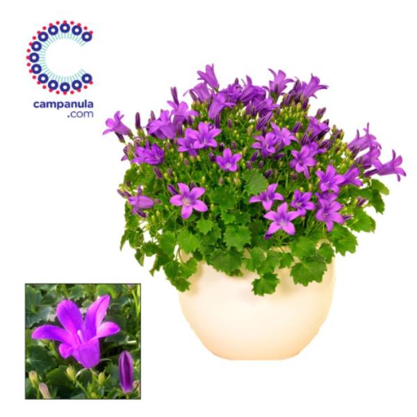 Mother’s Day Ceramic Campanula Porto
