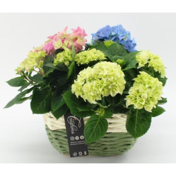 Hydrangea Premium Gift Basket Bouquet