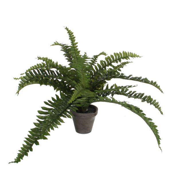 Boston fern Indoor plant