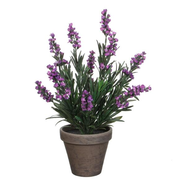 Lavender Purple Indoor Plant
