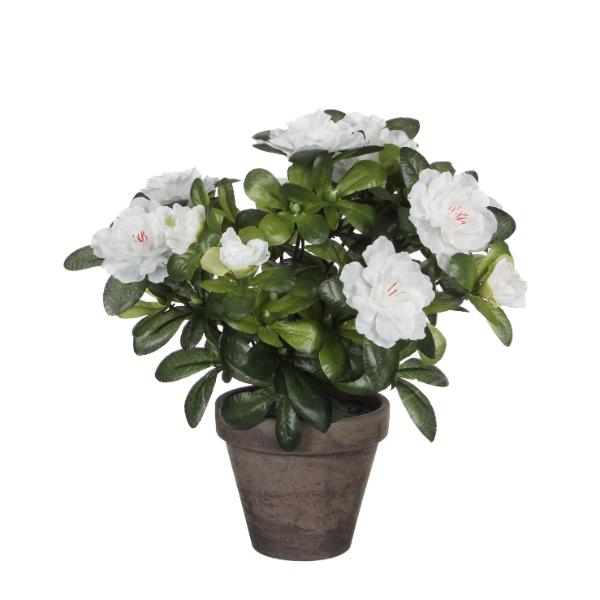 Azalea White Indoor Plant