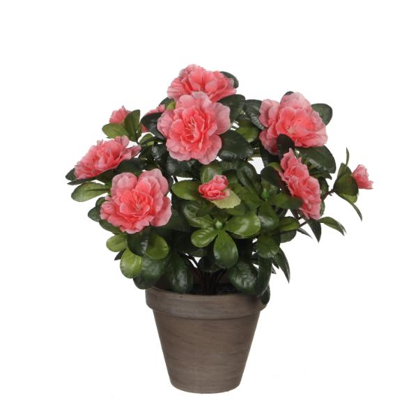 Azalea Peach Indoor Plant