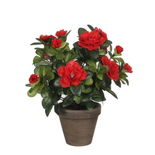 Azalea Red Indoor Plant