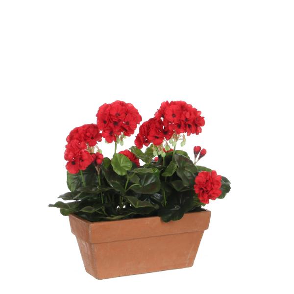 Geranium Red Double Indoor Planter