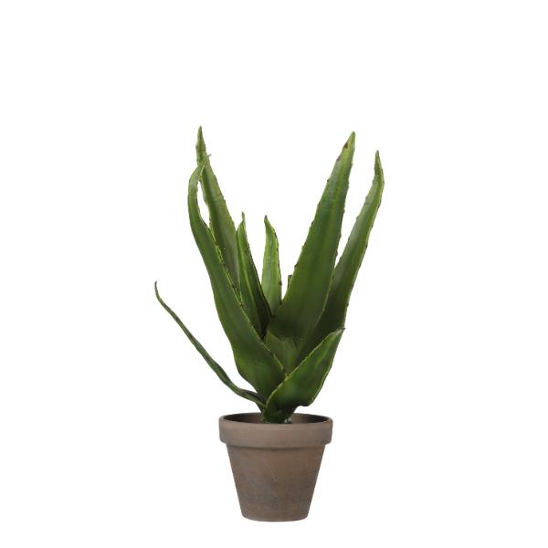 Aloe Vera indoor Plant