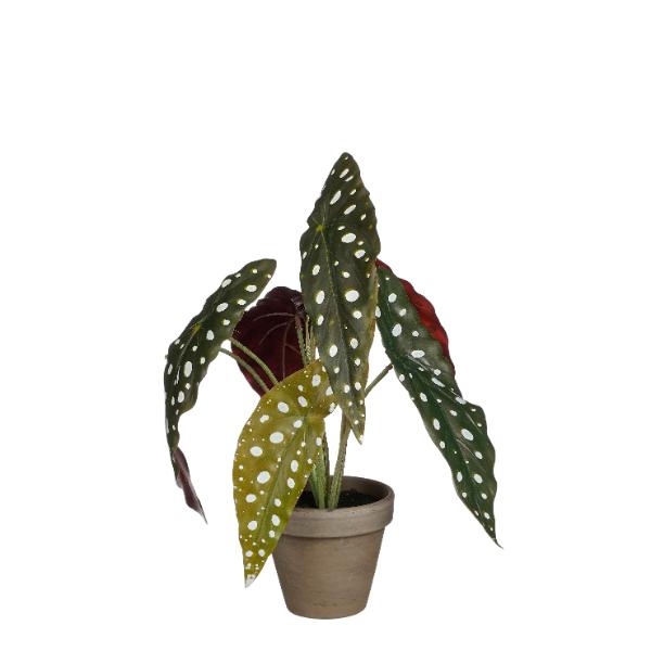 Spotted Begonia Indoor Plant