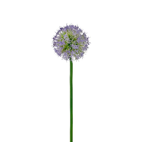 Allium purple Loose Stem