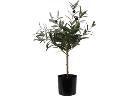 Artifical Olive Tree In Pot