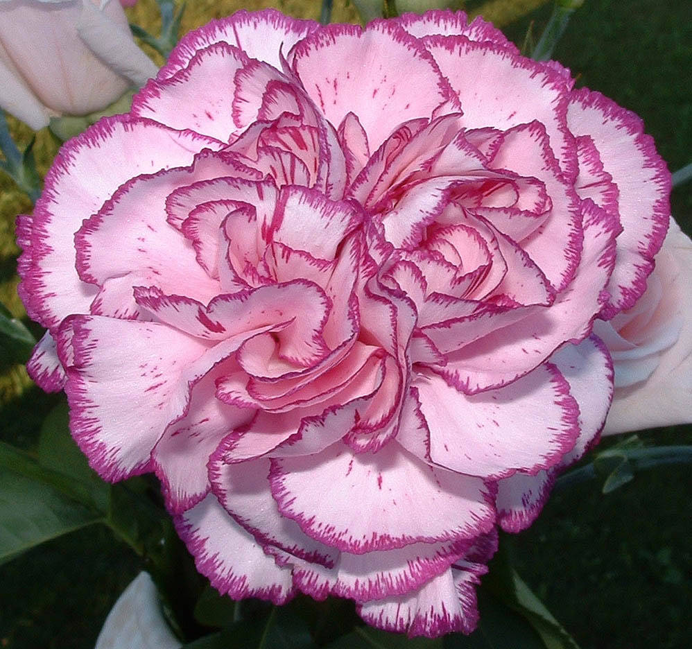 Carnation Bedding Plant