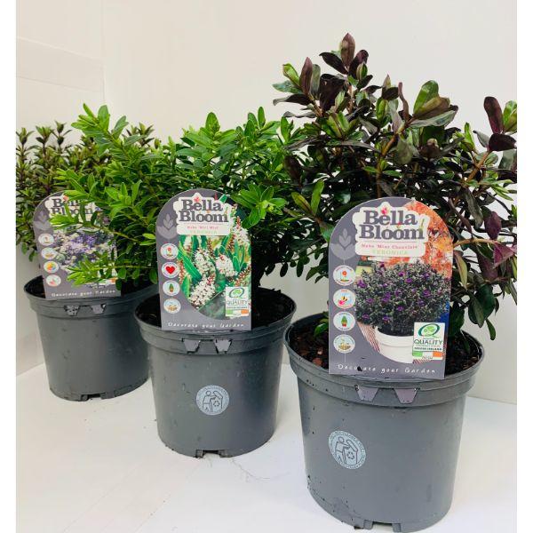 Hebe in varieties 2ltr pot