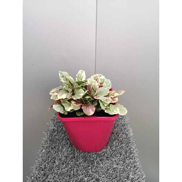 Assorted Perennial Performers 2ltr Pot