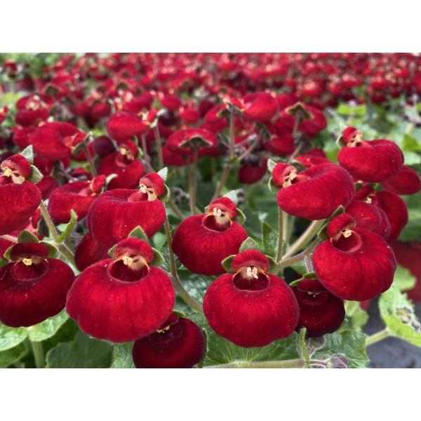 Assorted Perennial / Bio Diversity Plants 2ltr