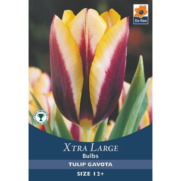 De Ree - Xtra Large Bulbs 
