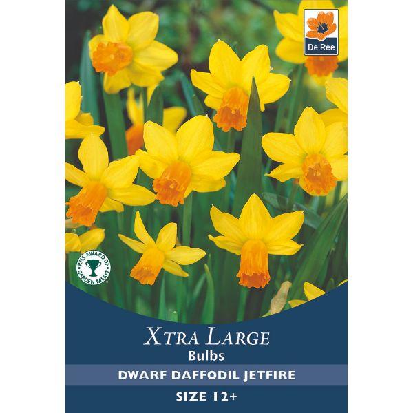 De Ree - Xtra Large Bulbs 