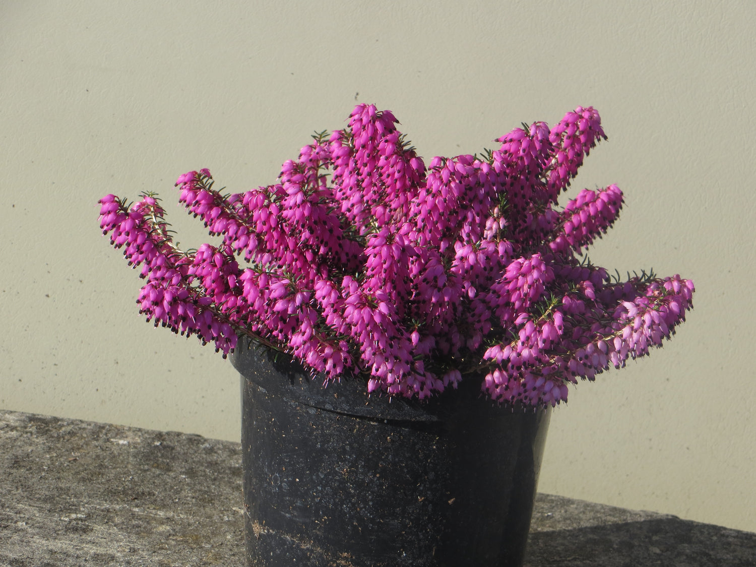 Heather Plant
