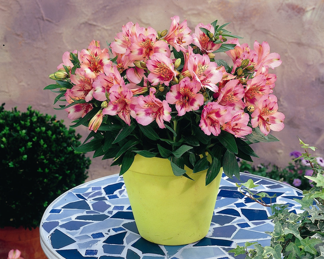 Alstromeria Pot 3.5 Lt