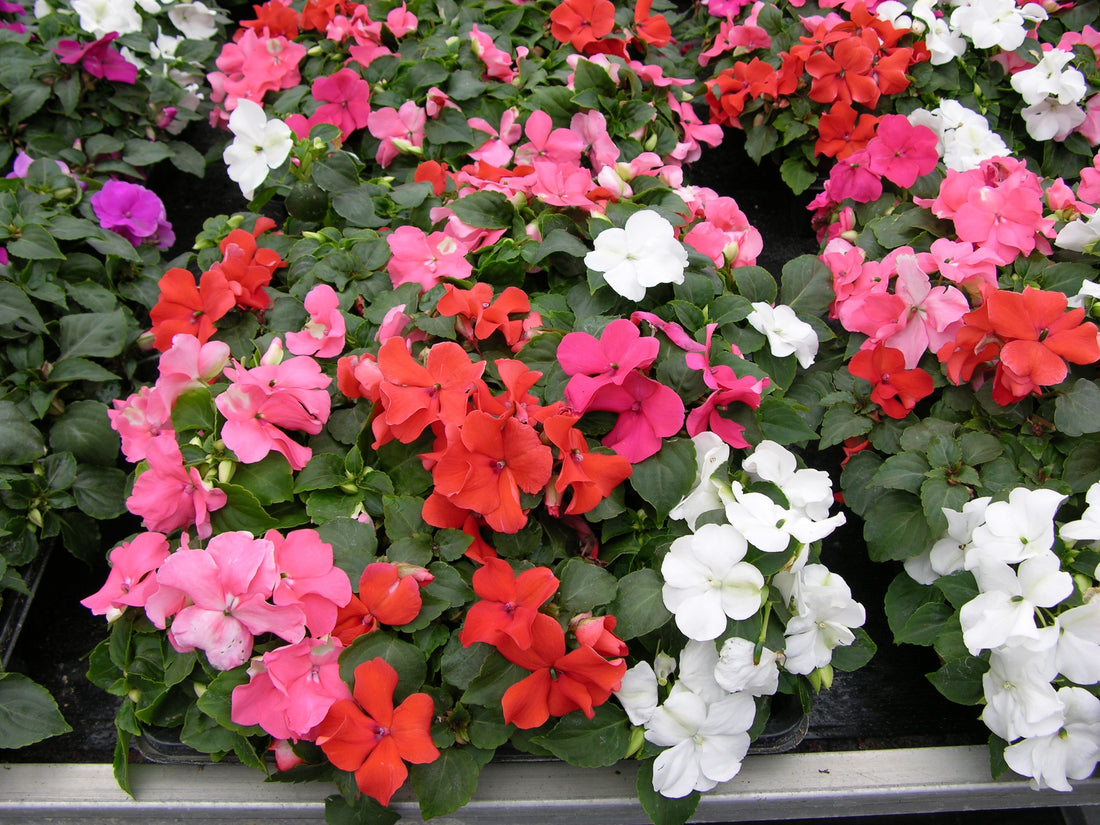 Impatiens 6pk