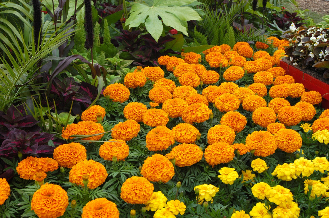 Marigold African 6pk