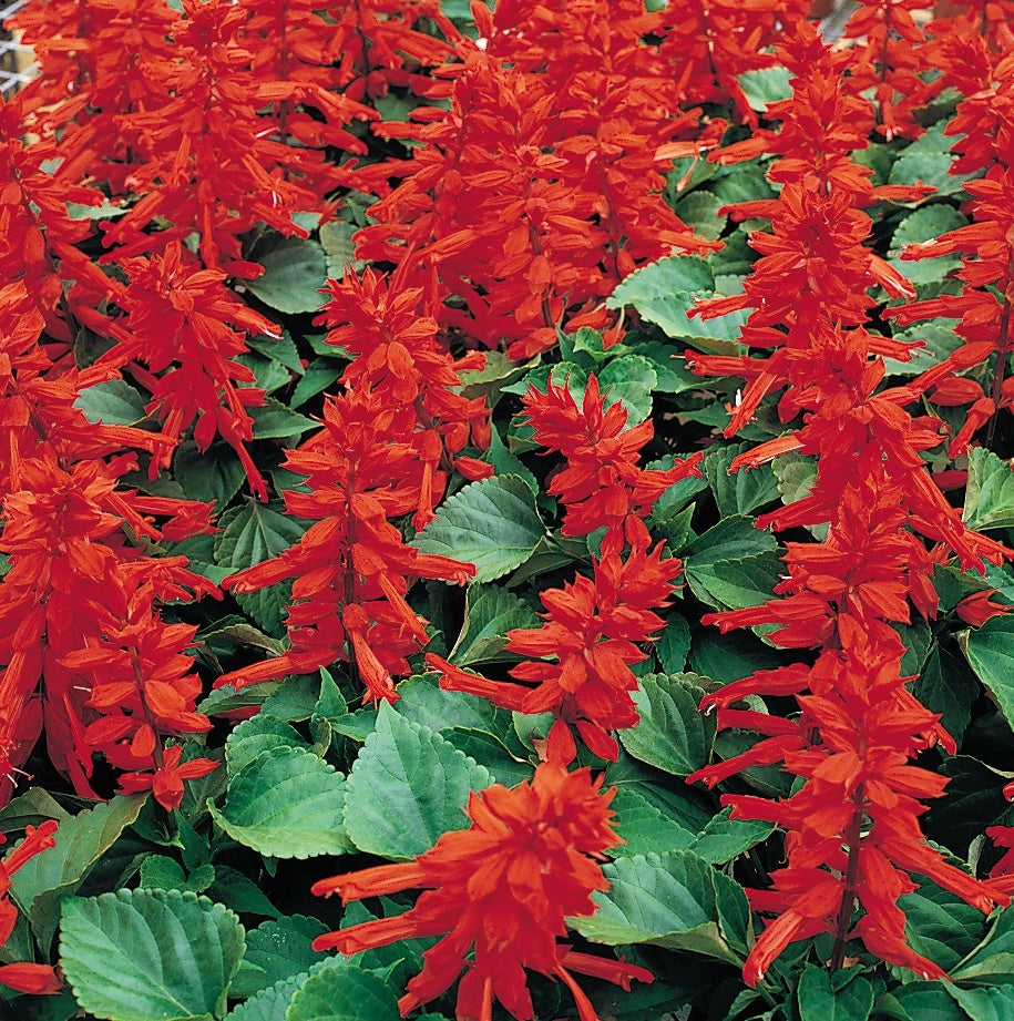 Salvia 6pk