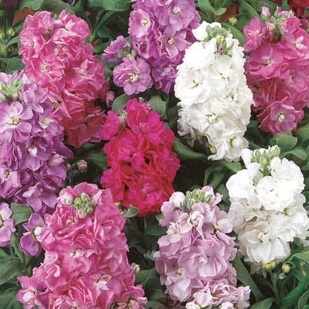 Stock Bedding Plant 12pk