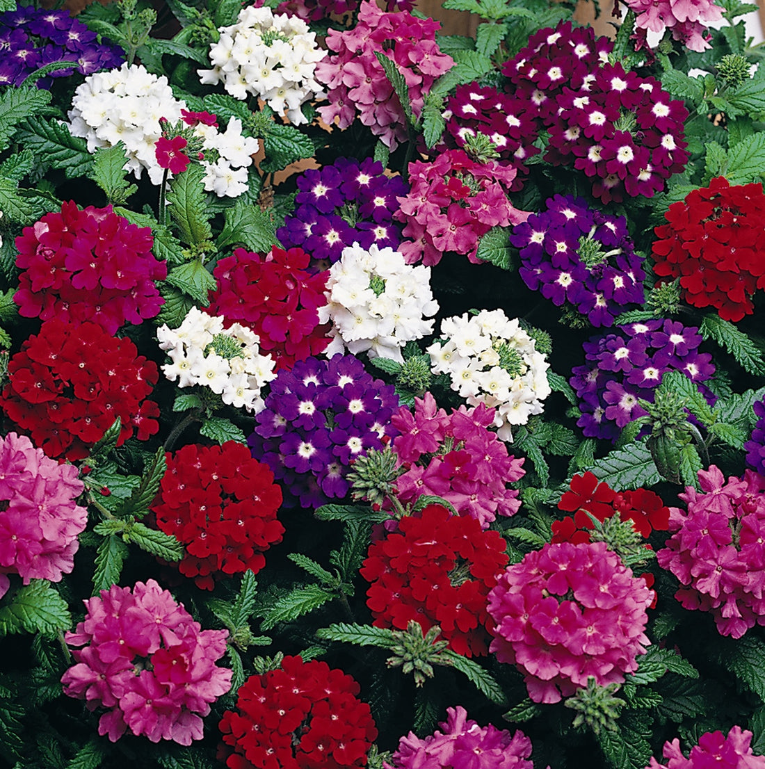 Verbena 6pk