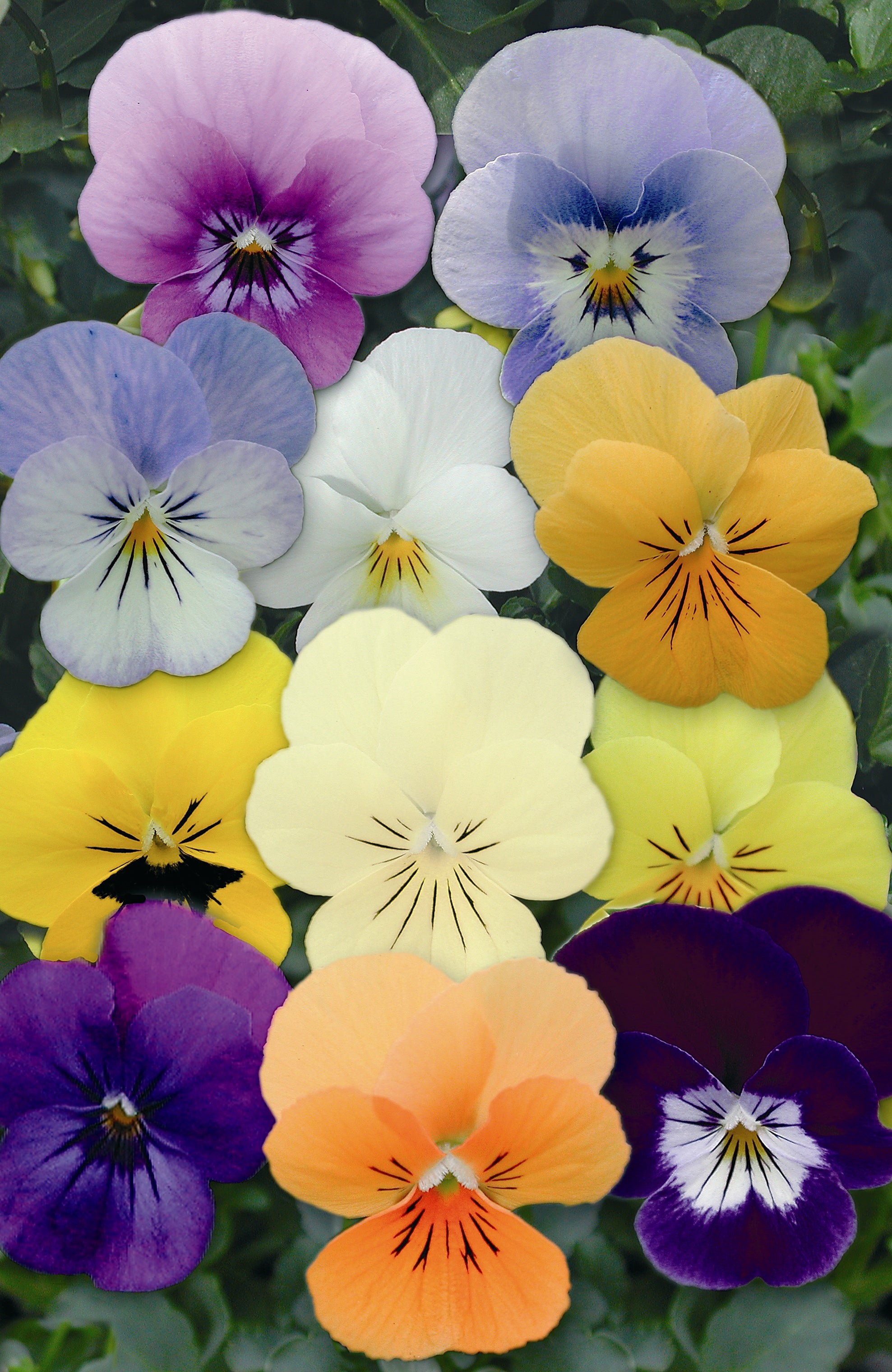 Viola 6pk