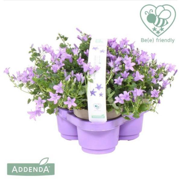 Campanula &