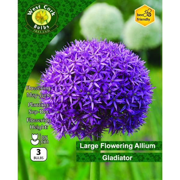 West Cork Bulbs Allium Gladiator 3 Bulbs