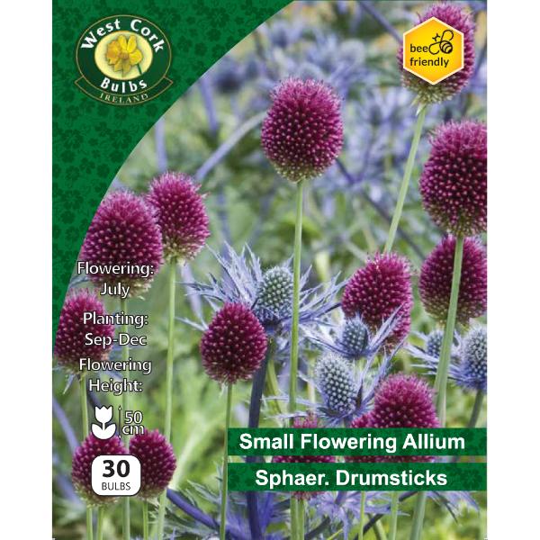 West Cork Bulbs Allium Sphaerocephalon 30 Bulbs
