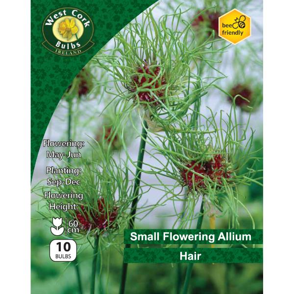 West Cork Bulbs Allium &