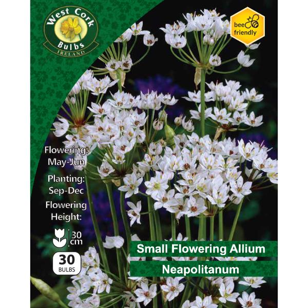 West Cork Bulbs Allium Neapolitanum 30 Bulbs