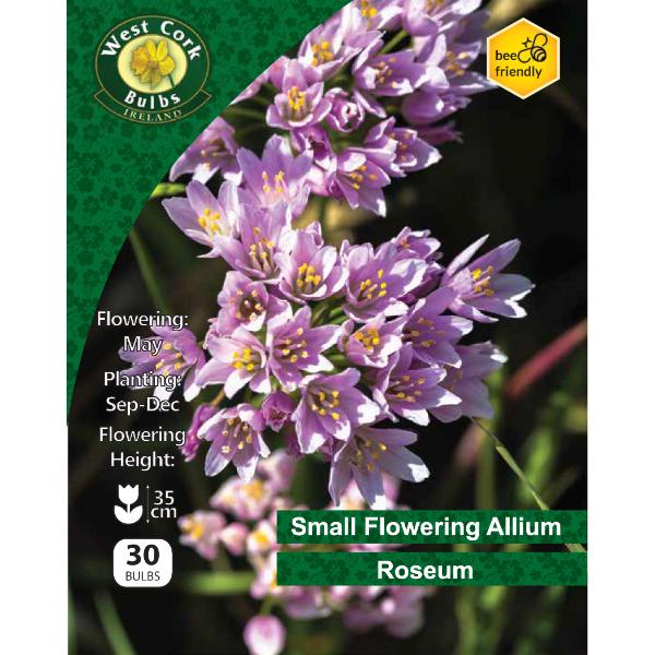 West Cork Bulbs Allium Roseum 30 Bulbs