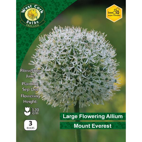 West Cork Bulbs Allium Mount Everest 3 Bulbs
