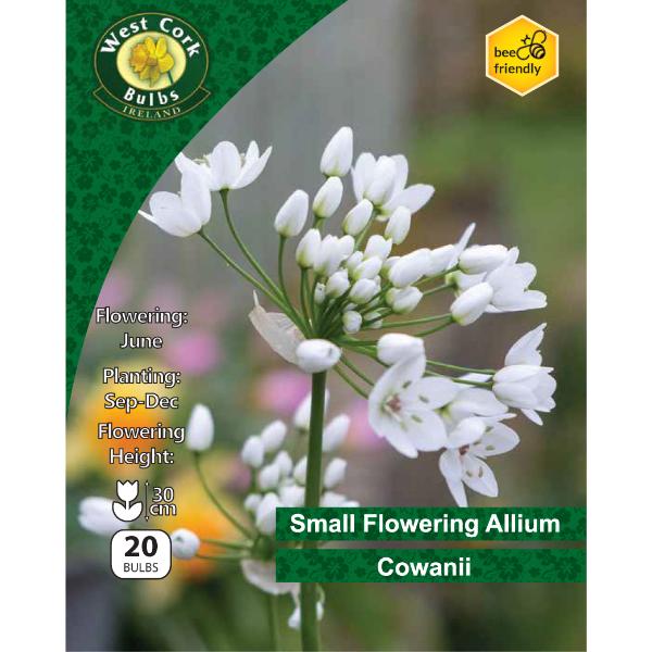 West Cork Bulbs Allium Cowanii 20 Bulbs