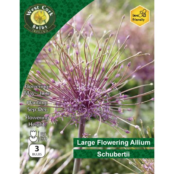 West Cork Bulbs Allium Schubertii 3 Bulbs