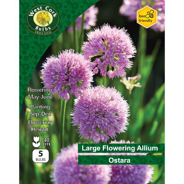 West Cork Bulbs Allium Ostara 5 Bulbs