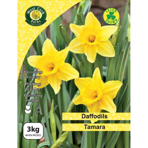 West Cork Bulbs Daffodil Tamara 3kg