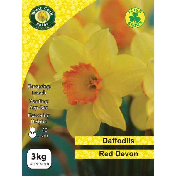 West Cork Bulbs Daffodil Red Devon 3kg