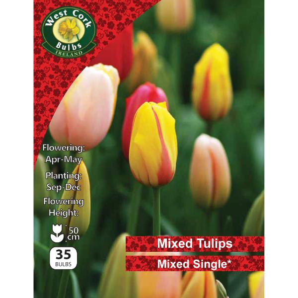 West Cork Bulbs Tulips Mixed 35 Bulbs