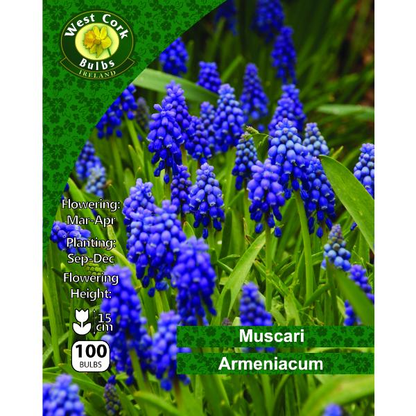 West Cork Bulbs Muscari Armeniacum 100 Bulbs