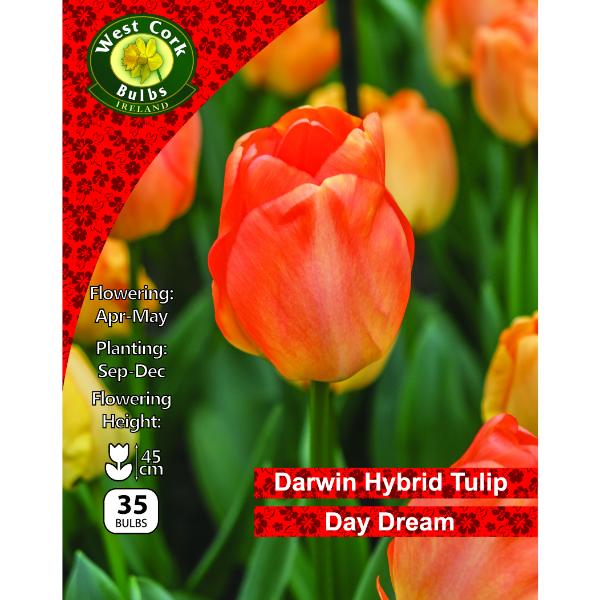 West Cork Bulbs Tulip Daydream 35 Bulbs