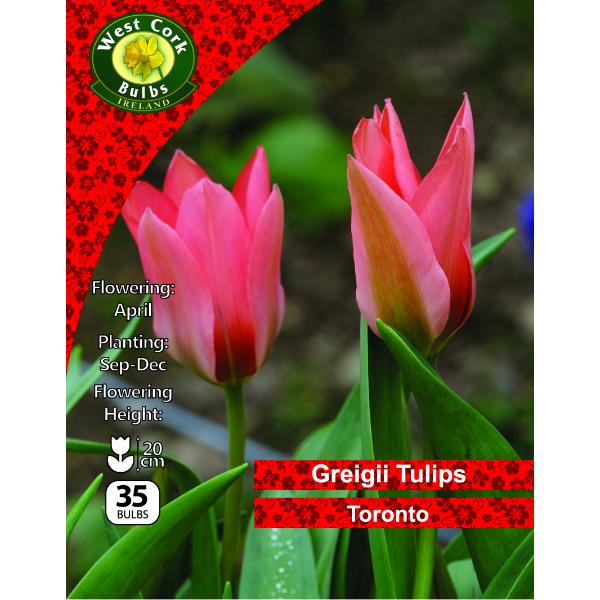 West Cork Bulbs Tulip Toronto 35 Bulbs