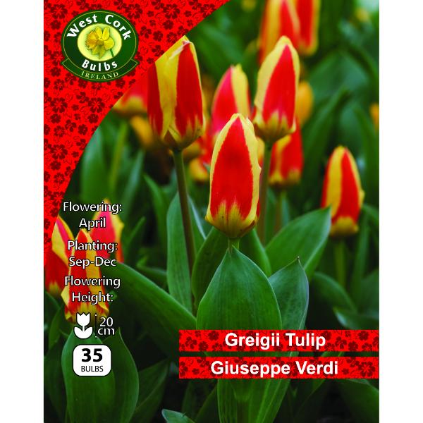 West Cork Bulbs Tulip Giuseppe Verdi 35 Bulbs