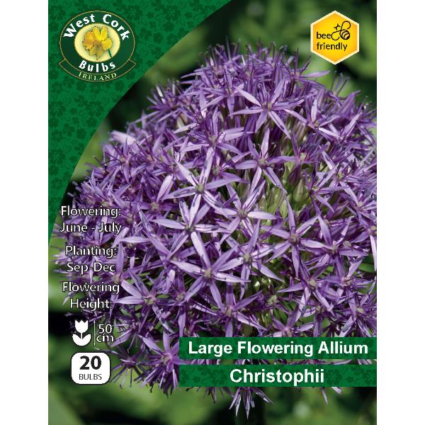 West Cork Bulbs Allium Christophii 20 Bulbs