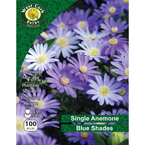 West Cork Bulbs Anemone Blue Shades 100 Bulbs