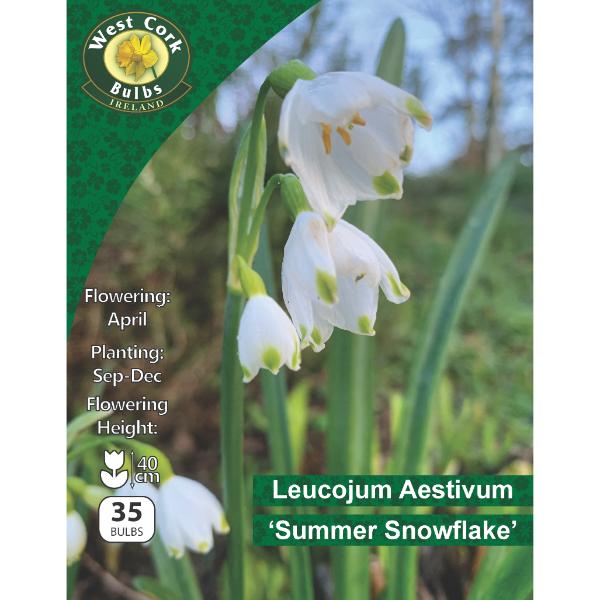 West Cork Bulbs Leucojum Aestivum &