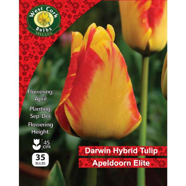 West Cork Bulbs Tulip Apeldoorn&