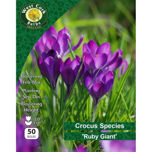 West Cork Crocus Species &