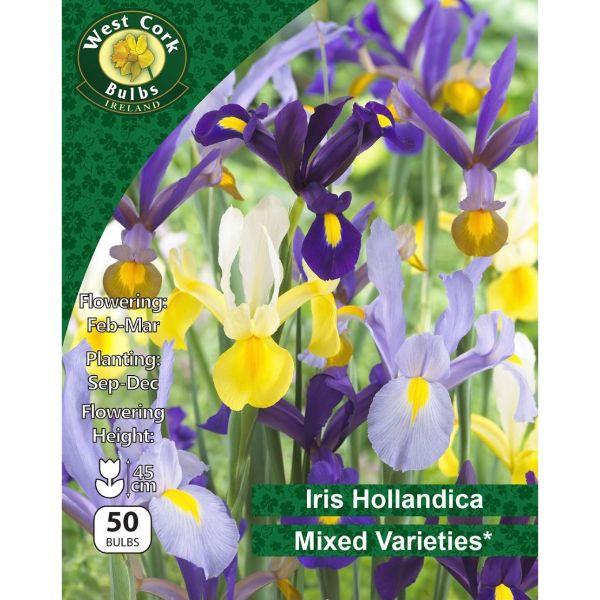 West Cork Iris Hollandica Mixed Varieties 50 Bulbs