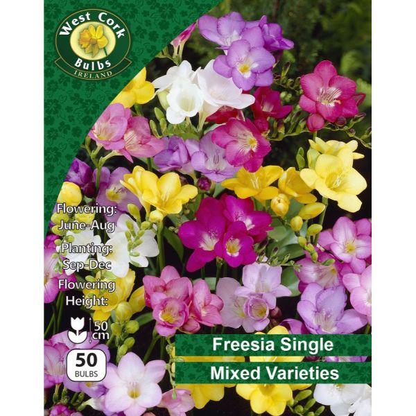 West Cork Freesia Single Mixed 50 Bulbs
